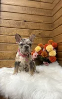 Remy, a female French Bulldog for sale in Sugarcreek, OH – 2 of 5