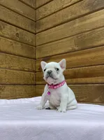 Sylvia, a female French Bulldog for sale in Sugarcreek, OH – Photo 3 of 6