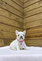 Sylvia, a female French Bulldog for sale in Sugarcreek, OH – Photo 2 of 6
