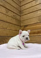 Sylvia, a female French Bulldog for sale in Sugarcreek, OH – Photo 6 of 6