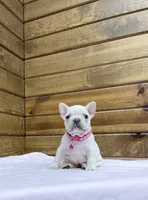 Sylvia, a female French Bulldog for sale in Sugarcreek, OH – Photo 1 of 6