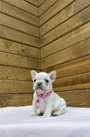 Sylvia, a female French Bulldog for sale in Sugarcreek, OH – Photo 4 of 6