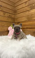 Molly, a female French Bulldog for sale in Sugarcreek, OH – 1 of 7
