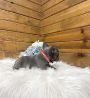 Mason, a male French Bulldog for sale in Sugarcreek, OH – 6 of 6