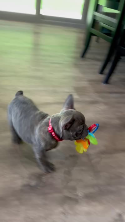 Ryder, a male French Bulldog for sale in Sugarcreek, OH – 4 of 4
