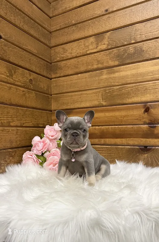 Violet  – French Bulldog puppy for sale in Sugarcreek, OH