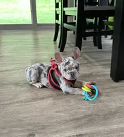 Leo, a male French Bulldog for sale in Sugarcreek, OH – 2 of 7