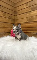 Posie, a female French Bulldog for sale in Sugarcreek, OH – 2 of 4