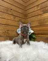 Ryder, a male French Bulldog for sale in Sugarcreek, OH – 3 of 4