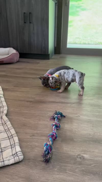 cooper, a male French Bulldog for sale in Sugarcreek, OH – 5 of 6