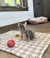 Janie, a female French Bulldog for sale in Sugarcreek, OH – 5 of 7