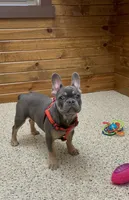 Hazel, a female French Bulldog for sale in Sugarcreek, OH – Photo 1 of 6