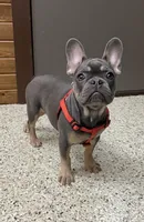 Hazel, a female French Bulldog for sale in Sugarcreek, OH – Photo 5 of 6