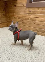 Hazel, a female French Bulldog for sale in Sugarcreek, OH – Photo 3 of 6
