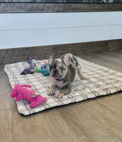 Janie, a female French Bulldog for sale in Sugarcreek, OH – 2 of 7