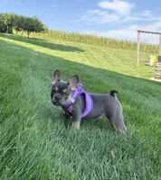 Coral, a female French Bulldog for sale in Sugarcreek, OH – 3 of 5