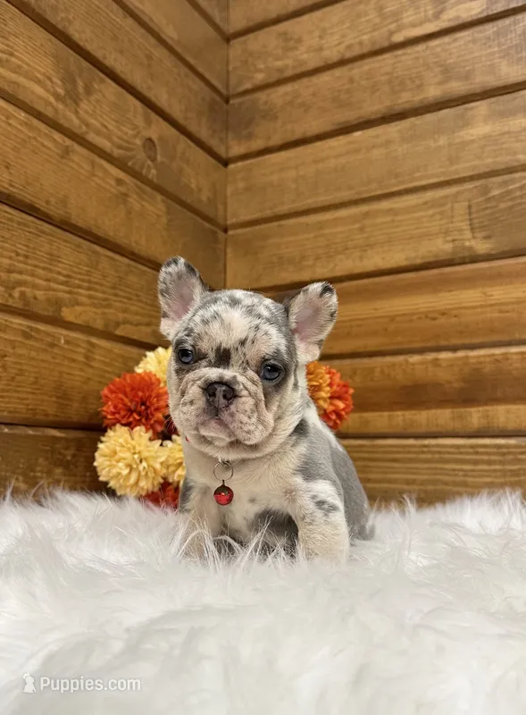 Zealand – French Bulldog puppy for sale in Sugarcreek, OH