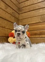 Zealand, a male French Bulldog for sale in Sugarcreek, OH – 1 of 10