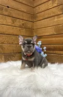 cooper, a male French Bulldog for sale in Sugarcreek, OH – 2 of 6