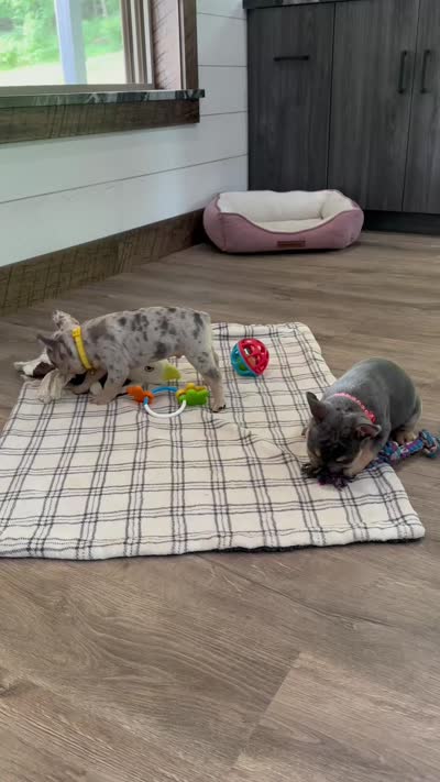 cooper, a male French Bulldog for sale in Sugarcreek, OH – 6 of 6