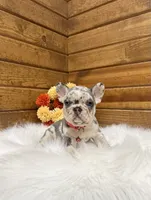 Zealand, a male French Bulldog for sale in Sugarcreek, OH – 4 of 10