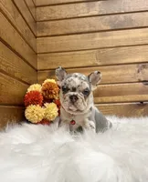 Zealand, a male French Bulldog for sale in Sugarcreek, OH – 3 of 10