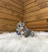 Jace, a male French Bulldog for sale in Sugarcreek, OH – Photo 3 of 3