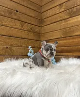 Jace, a male French Bulldog for sale in Sugarcreek, OH – Photo 2 of 3