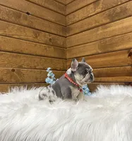 Jace, a male French Bulldog for sale in Sugarcreek, OH – Photo 1 of 3