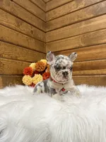 Zealand, a male French Bulldog for sale in Sugarcreek, OH – 9 of 10