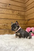 Ellie, a female French Bulldog for sale in Sugarcreek, OH – Photo 3 of 10