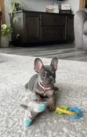 Ellie, a female French Bulldog for sale in Sugarcreek, OH – Photo 10 of 10