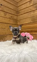 Ellie, a female French Bulldog for sale in Sugarcreek, OH – Photo 2 of 10