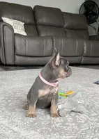Ellie, a female French Bulldog for sale in Sugarcreek, OH – Photo 7 of 10