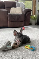 Ellie, a female French Bulldog for sale in Sugarcreek, OH – Photo 9 of 10