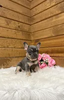 Ellie, a female French Bulldog for sale in Sugarcreek, OH – Photo 5 of 10