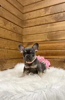 Ellie, a female French Bulldog for sale in Sugarcreek, OH – Photo 1 of 10