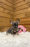 Ellie, a female French Bulldog for sale in Sugarcreek, OH – Photo 4 of 10