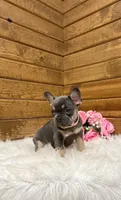 Ellie, a female French Bulldog for sale in Sugarcreek, OH – Photo 6 of 10
