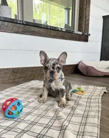 Aspen, a male French Bulldog for sale in Sugarcreek, OH – 5 of 6