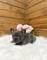 Nicole, a female French Bulldog for sale in Sugarcreek, OH – 5 of 5
