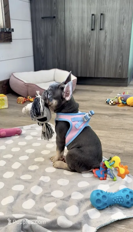 Maple – French Bulldog puppy for sale in Sugarcreek, OH