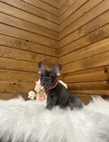Ginger, a female French Bulldog for sale in Sugarcreek, OH – 3 of 3