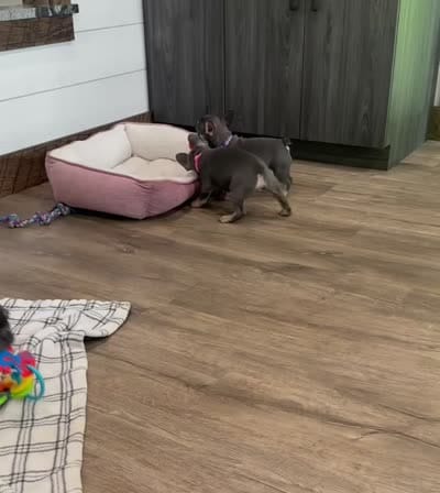 Ember, a female French Bulldog for sale in Sugarcreek, OH – 5 of 5