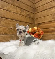 Zealand, a male French Bulldog for sale in Sugarcreek, OH – 8 of 10