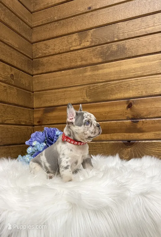 Kowen  – French Bulldog puppy for sale in Sugarcreek, OH