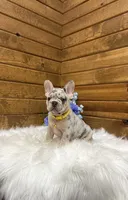 Leo, a male French Bulldog for sale in Sugarcreek, OH – 3 of 7