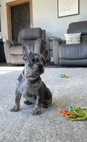 Olive, a female French Bulldog for sale in Sugarcreek, OH – Photo 3 of 9