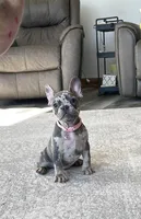 Olive, a female French Bulldog for sale in Sugarcreek, OH – Photo 2 of 9