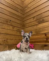 Olive, a female French Bulldog for sale in Sugarcreek, OH – Photo 5 of 9